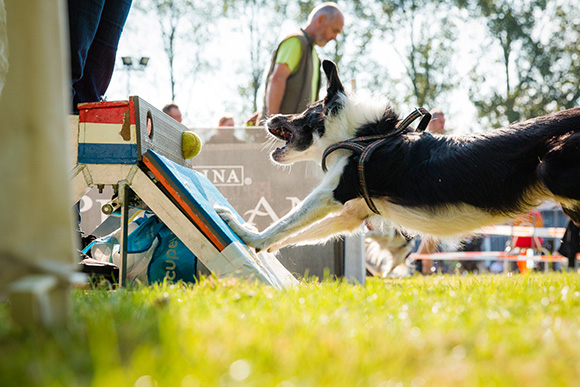 Flyball