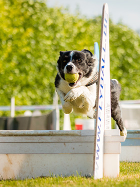 Flyball