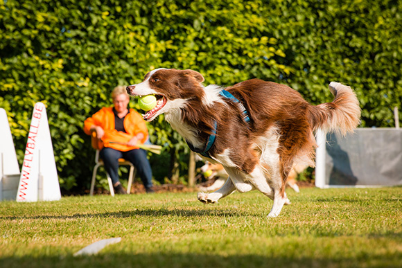 "Flyball