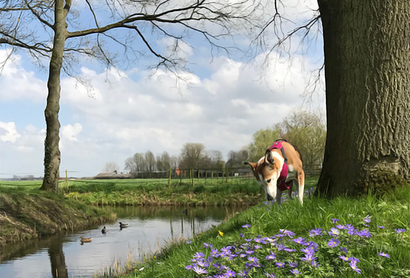 Hond eet gras