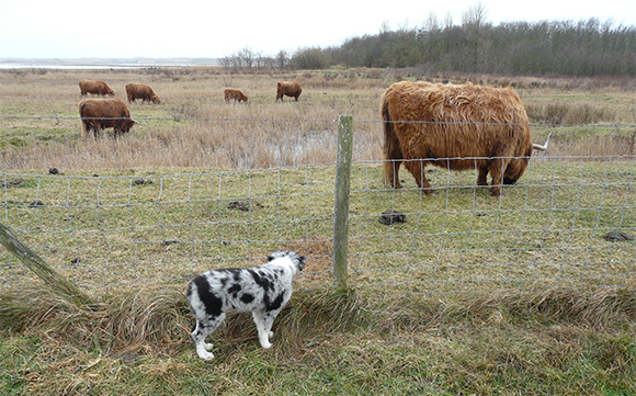 Socialiseren met andere dieren