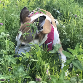 Waarom eten honden gras?