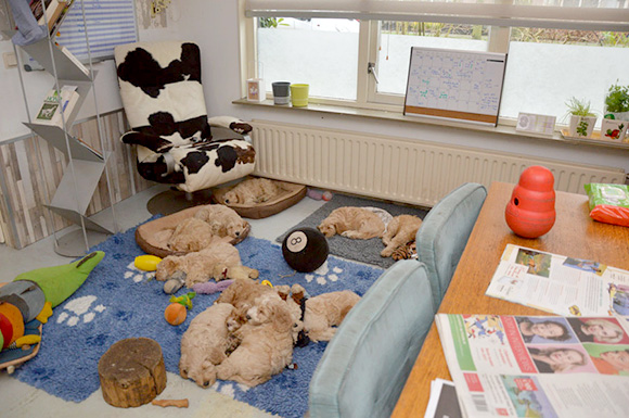 Pups in de woonkamer