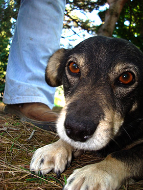 Hond met een trauma