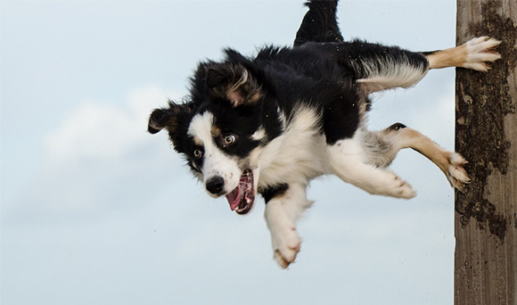 hond erg druk - Doggo.nl