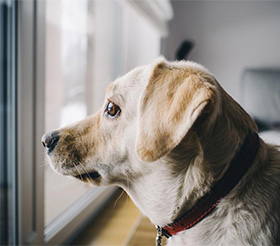 Hoe lang kan een alleen zijn? - Doggo.nl