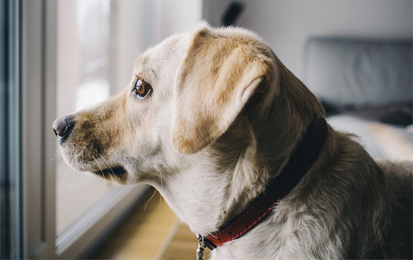 Hond blaft als hij alleen is.