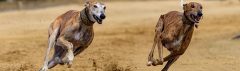 Greyhounds op de renbaan