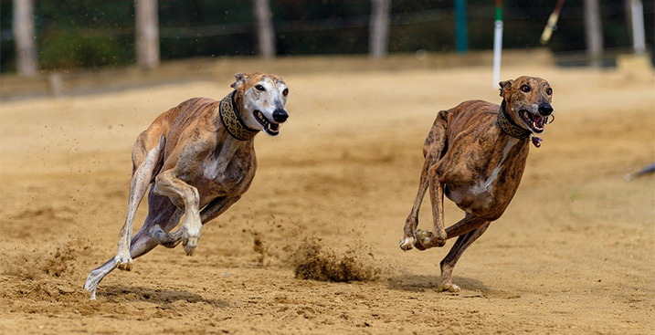 Greyhounds op de renbaan