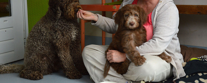 Nieuw hondje in huis