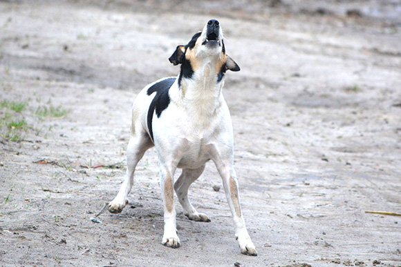 Blaffen, waarom doen dat? Doggo.nl