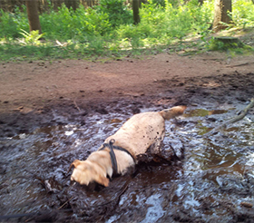 Labrador in de modder