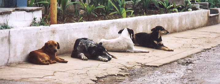 Honden in het buitenland