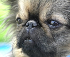 Pekingees