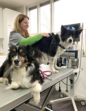 Acupunctuur bij honden
