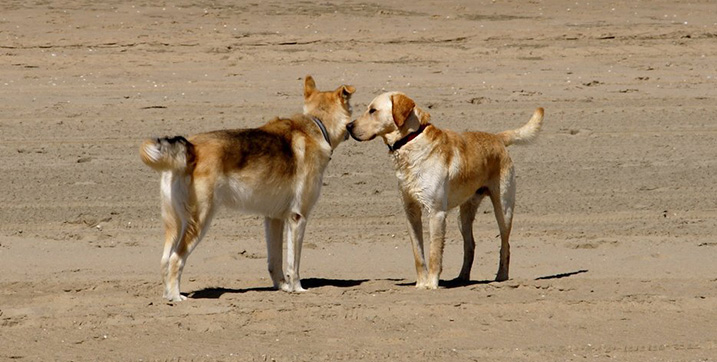 Ontmoeting tussen 2 honden.