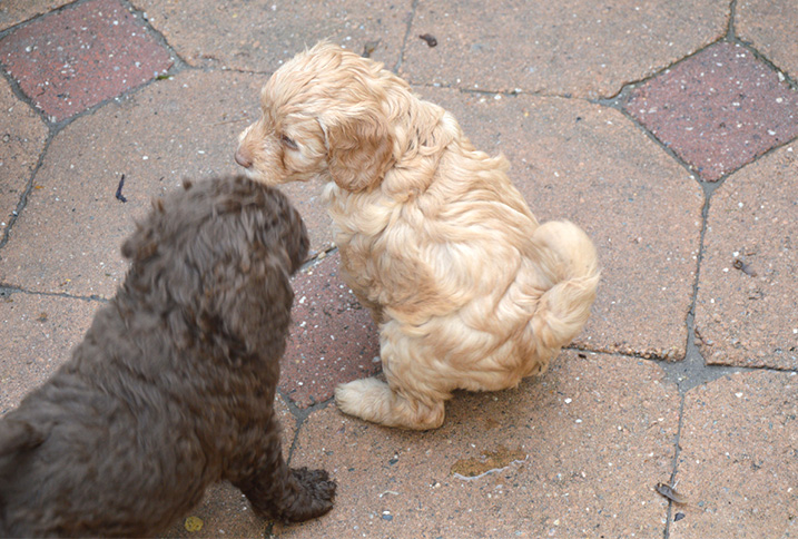 Puppy zindelijk maken