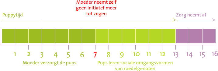 Geheugen zwaar verlies Wat is de beste leeftijd voor een pup? - Doggo.nl