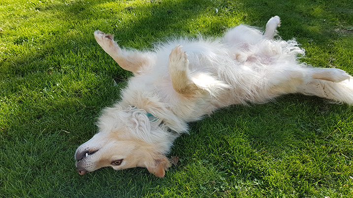 Hond op het gras