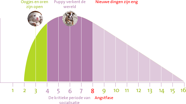 Puppy socialisatie