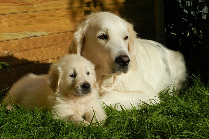 Geheugen zwaar verlies Wat is de beste leeftijd voor een pup? - Doggo.nl