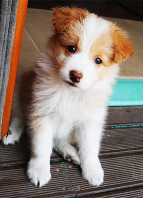 Geheugen zwaar verlies Wat is de beste leeftijd voor een pup? - Doggo.nl