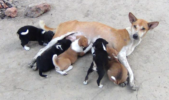 Indiase straathond met pups
