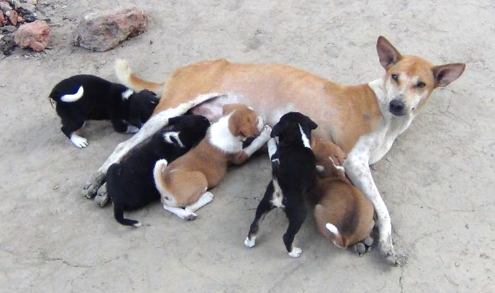 Geheugen zwaar verlies Wat is de beste leeftijd voor een pup? - Doggo.nl