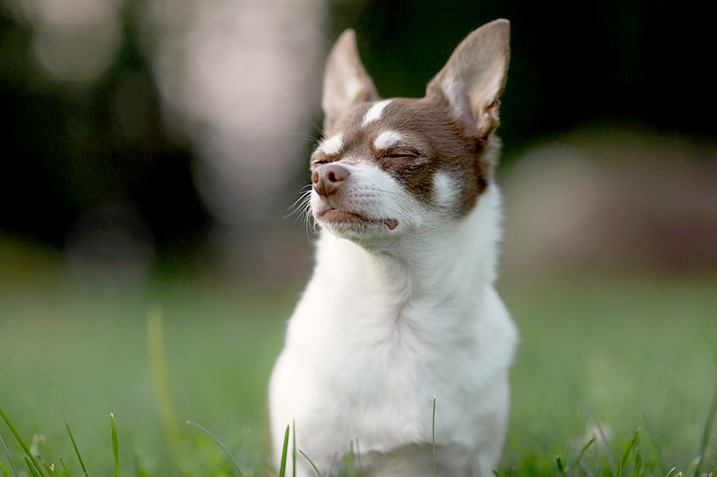 Chihuahua in de natuur