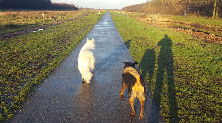 Wandelen