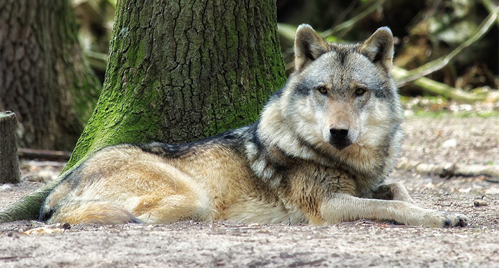 Wolf in Nederland