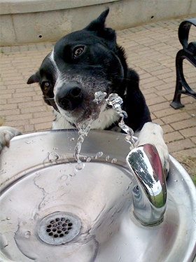 Hond heeft dorst