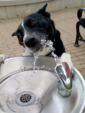 Hond heeft dorst