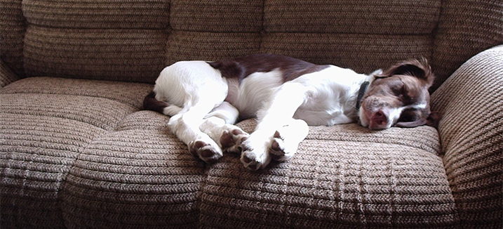 Hond slaapt op de bank