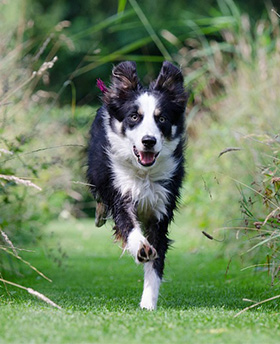 Almachtig Stationair spanning De voordelen van Omega 3 voor je hond - Doggo.nl