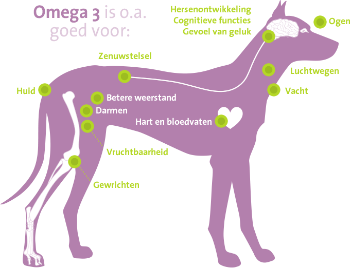 transmissie Vorm van het schip knal De voordelen van Omega 3 voor je hond - Doggo.nl