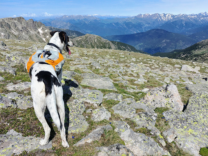 Backpacken met je hond