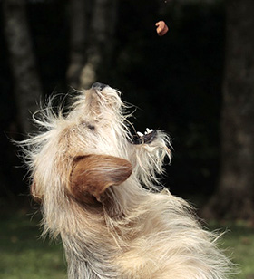 Wat als een beloning bij je hond niet werkt? Doggo.nl