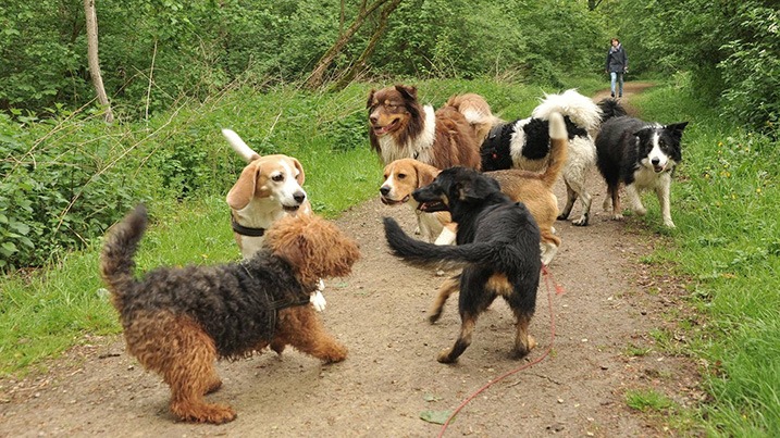 Groep loslopende honden