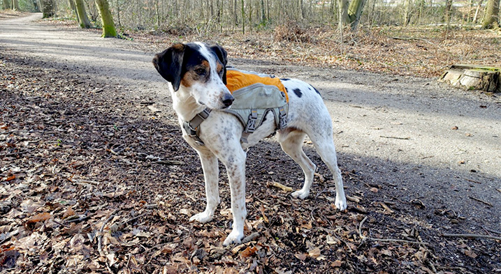 Backpacken met je hond