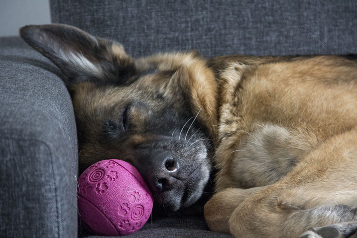 Hond op de bank