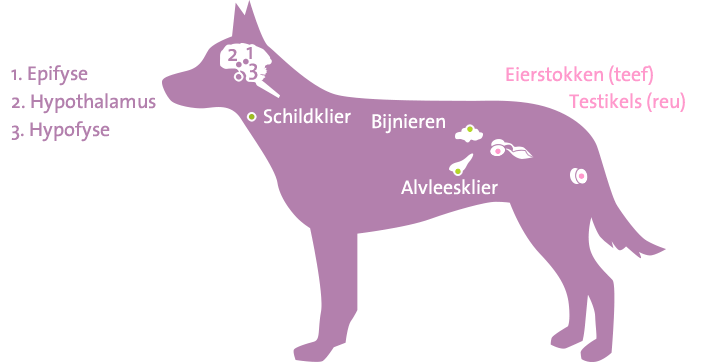 Endocrien systeem hond