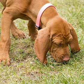 Endocrien systeem hond