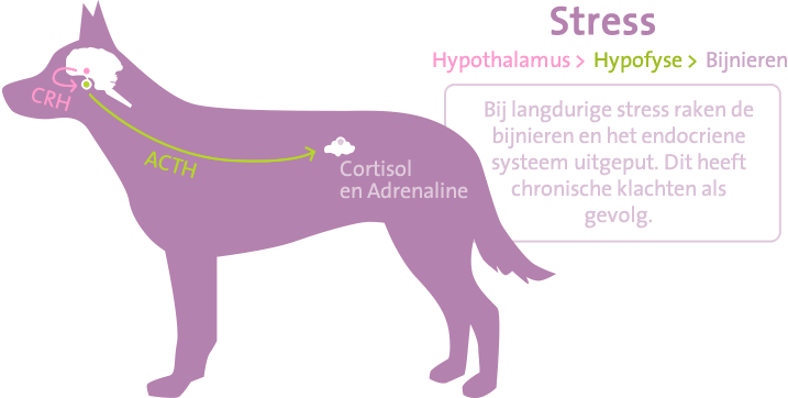 Endocrien systeem en stress