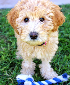 Gastgezin Labradoodle pup