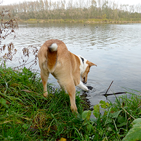 Hond wil zwemmen