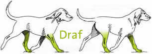 Hond: Draf