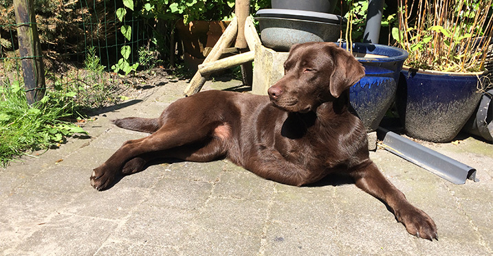 Pootamputatie : Keetje met 3 poten