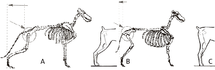 Rear angulation