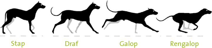 Hondengang: Stap Draf Galop